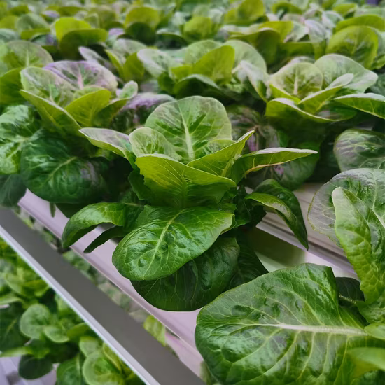 Nft Hydroponic System Komplettleuchten